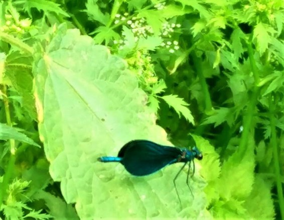 19225021_487607171605023_8036612820414264517_n (2)